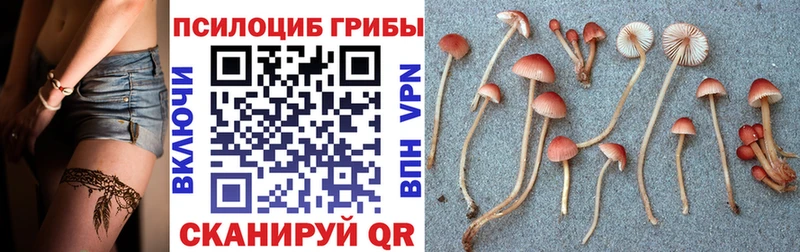 Галлюциногенные грибы MAGIC MUSHROOMS  продажа наркотиков  Фёдоровский 